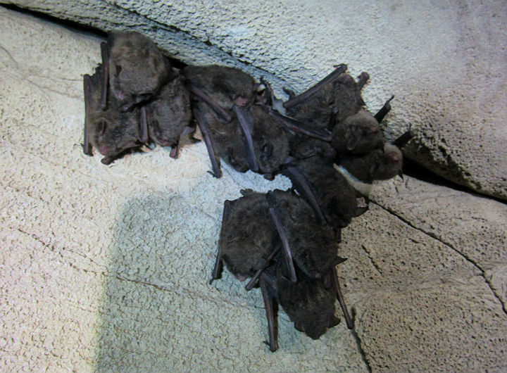 Indiana Bats